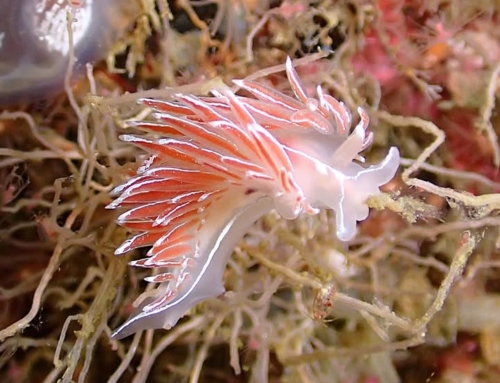 Nudibranch Event