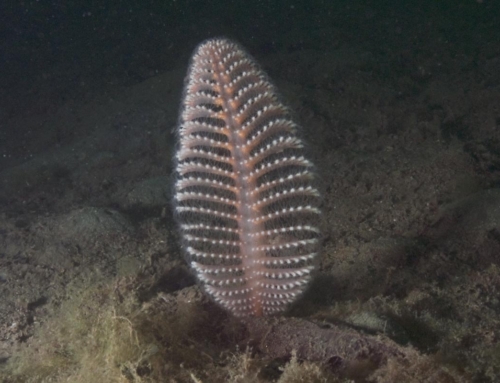 Nudibranch Event